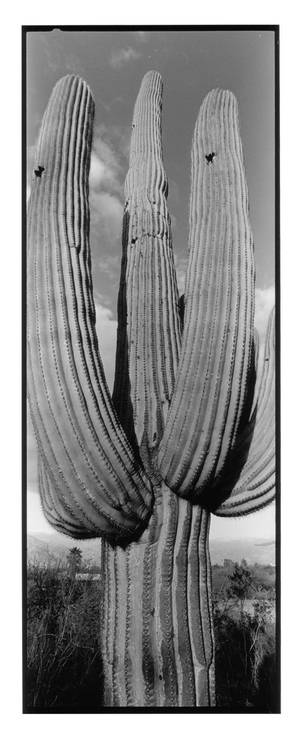 Cactus-1-tucson