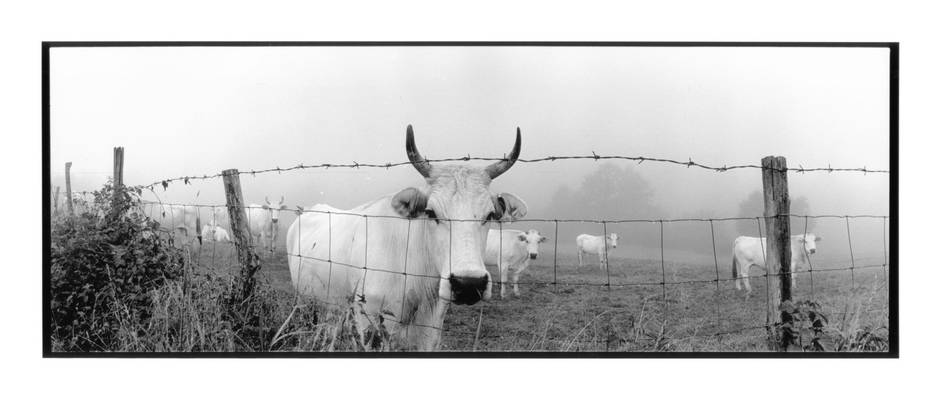 Cows-italy